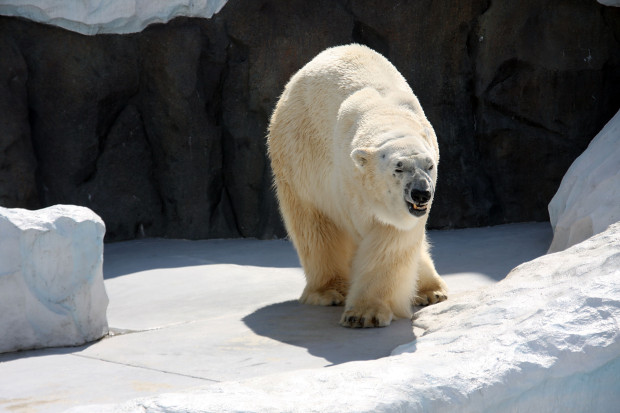 北極熊（白熊）038