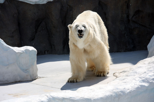 北極熊（白熊）039