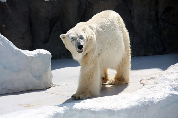 北極熊（白熊）040