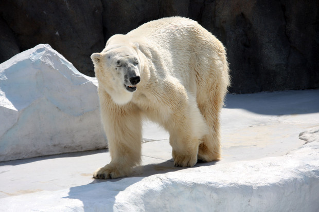北極熊（白熊）041