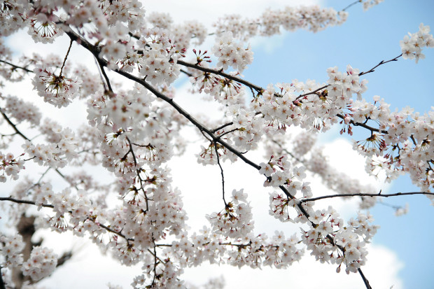 桜（さくら）076
