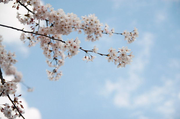 桜（さくら）079