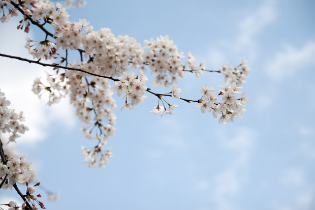 桜（さくら）080