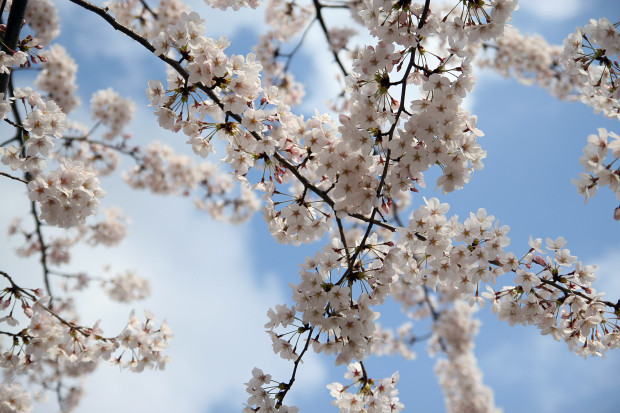 桜（さくら）088