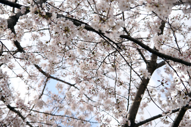 桜（さくら）096