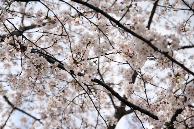 桜（さくら）097