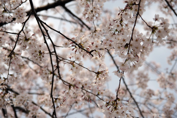 桜（さくら）099