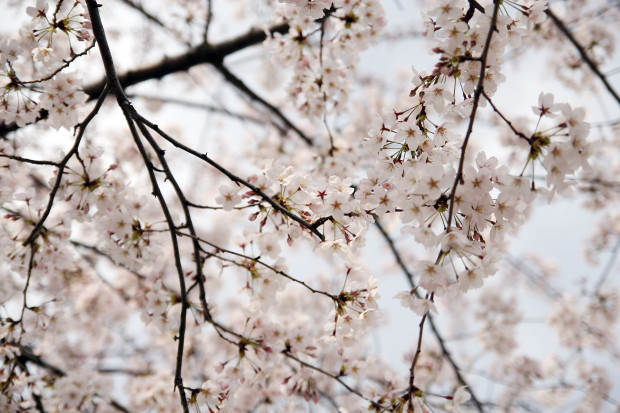 桜（さくら）100