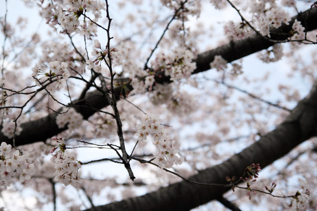 桜（さくら）101