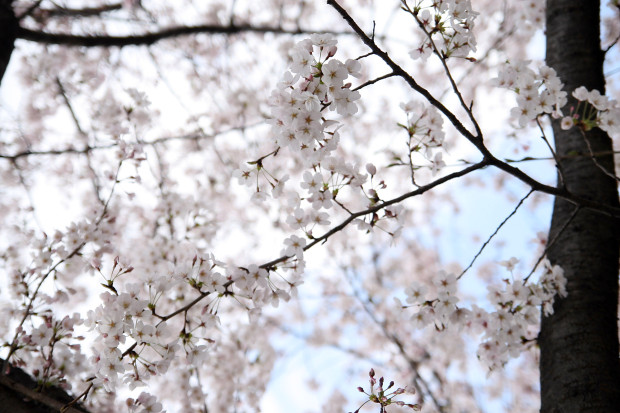 桜（さくら）102