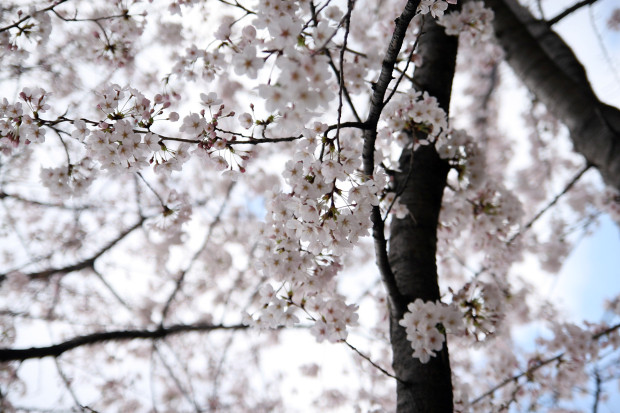 桜（さくら）103