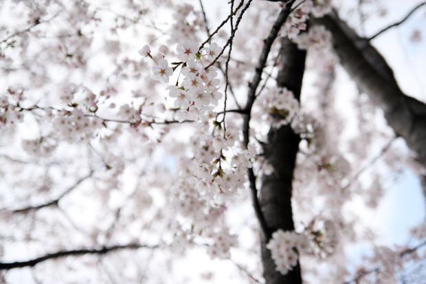 桜（さくら）104