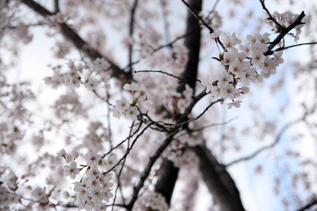 桜（さくら）105