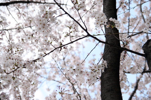 桜（さくら）106