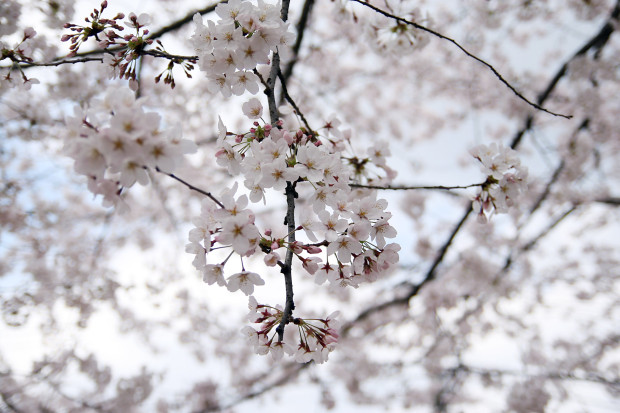 桜（さくら）107