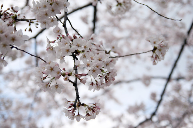 桜（さくら）108