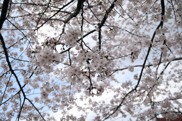 桜（さくら）109