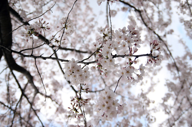 桜（さくら）110