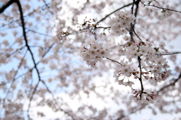 桜（さくら）111