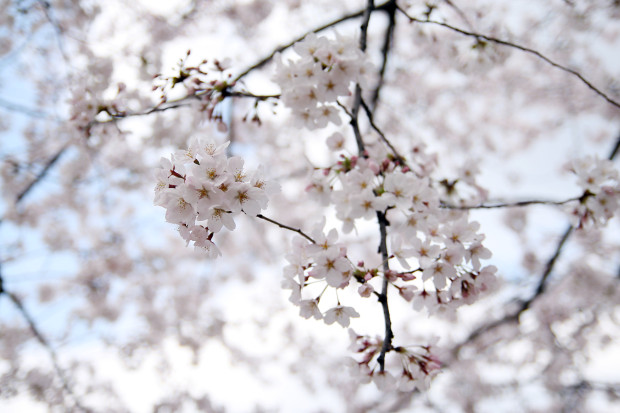 桜（さくら）112