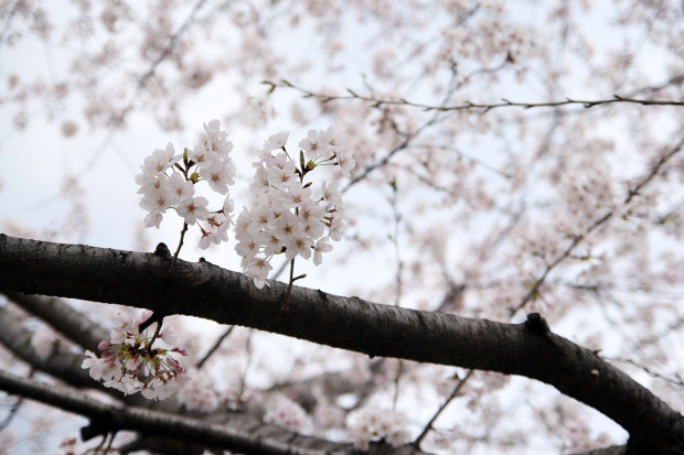 桜（さくら）114