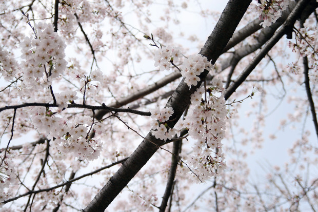 桜（さくら）115