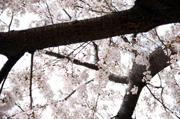 桜（さくら）116