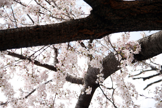 桜（さくら）118