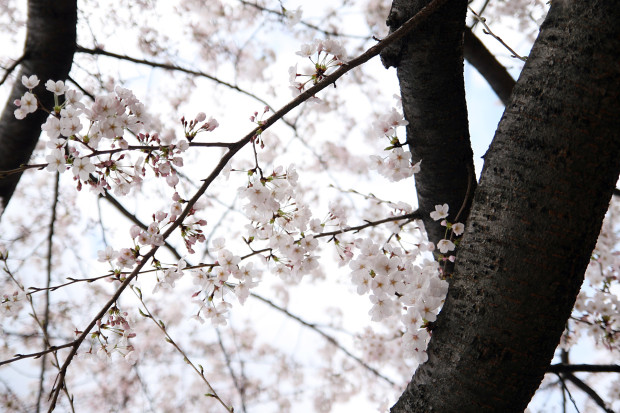 桜（さくら）119