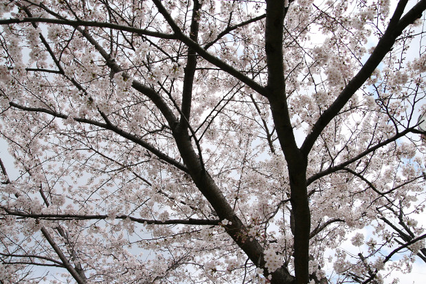 桜（さくら）120