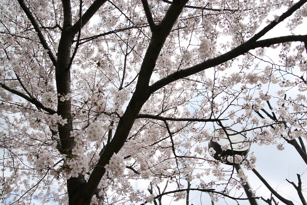 桜（さくら）122