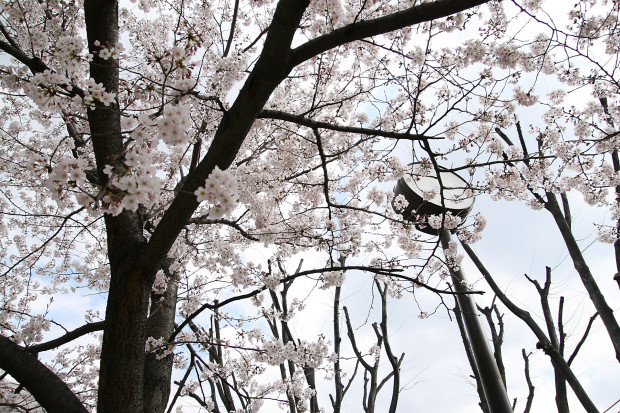 桜（さくら）123