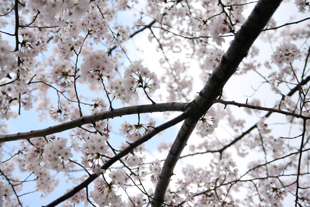 桜（さくら）126