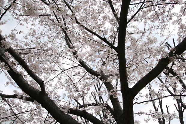 桜（さくら）127