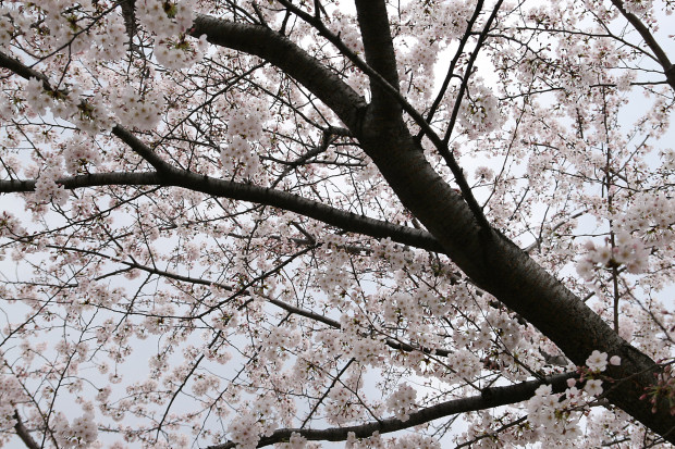 桜（さくら）128
