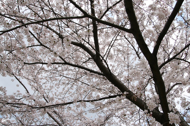 桜（さくら）129