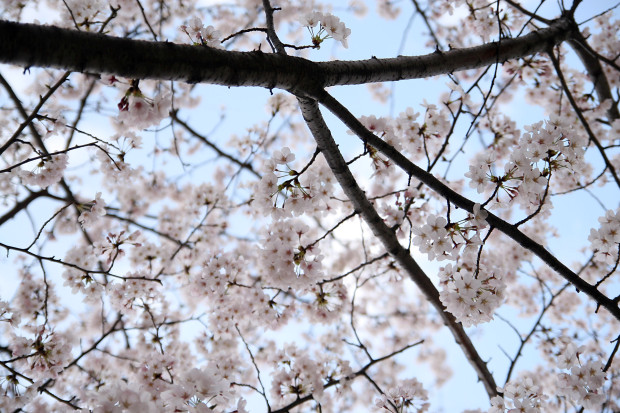 桜（さくら）134