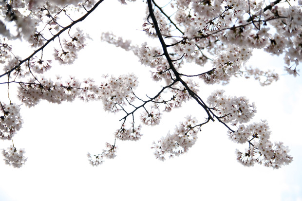 桜（さくら）135