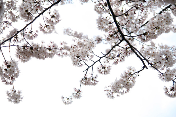 桜（さくら）139
