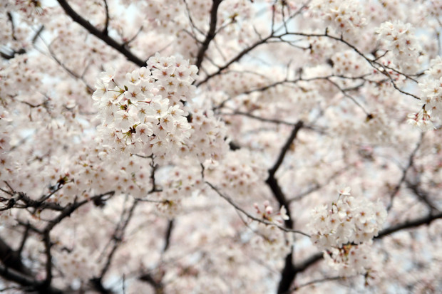 桜（さくら）140