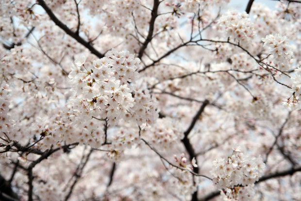 桜（さくら）141