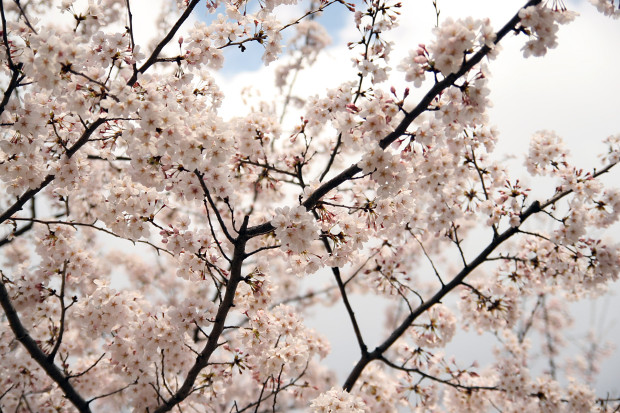桜（さくら）142