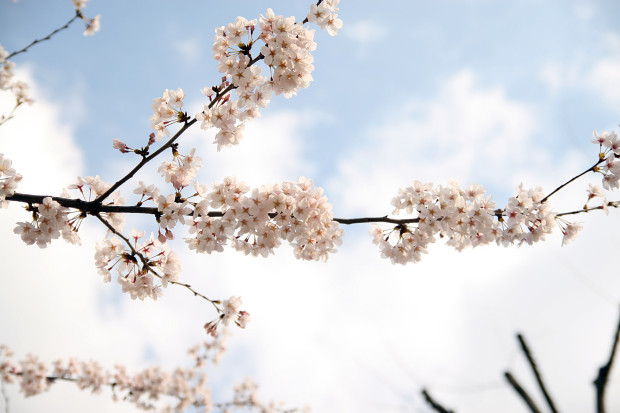 桜（さくら）143