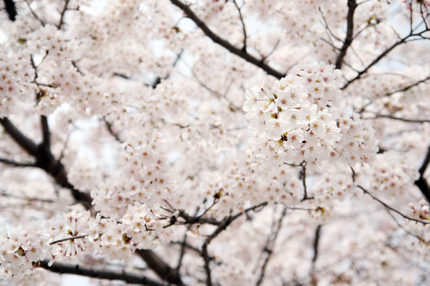 桜（さくら）148