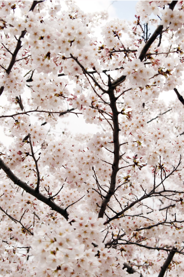 桜（さくら）151