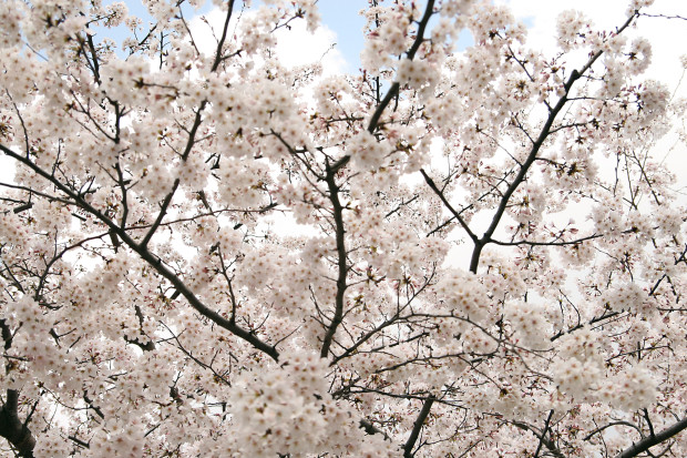 桜（さくら）153