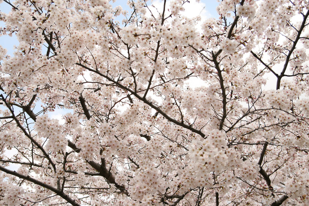 桜（さくら）154