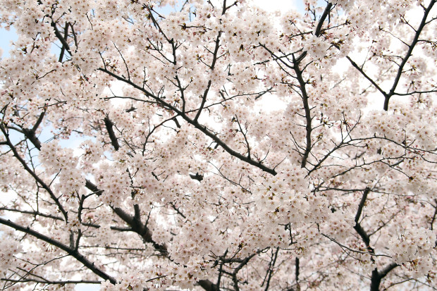 桜（さくら）155