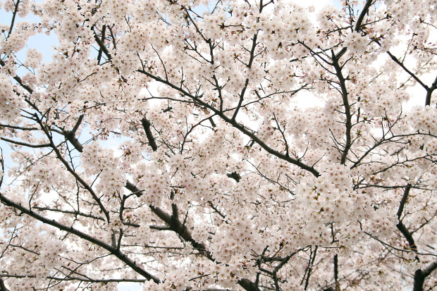 桜（さくら）156
