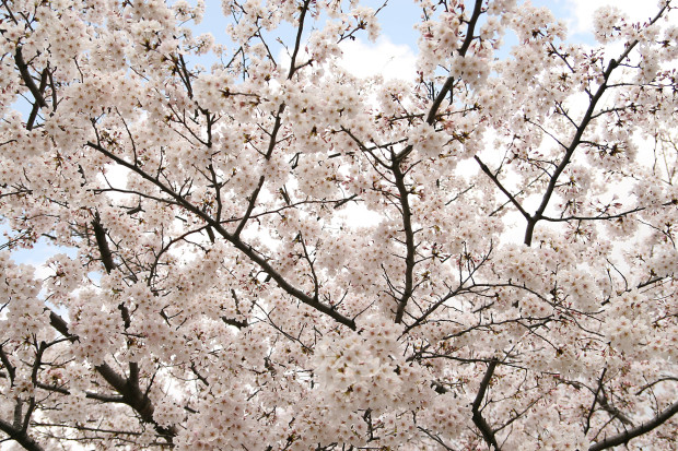 桜（さくら）157